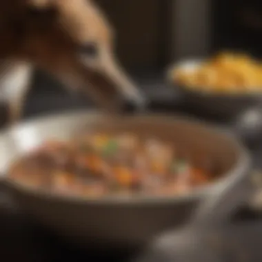 Close-up of greyhound food bowl with nutritious contents