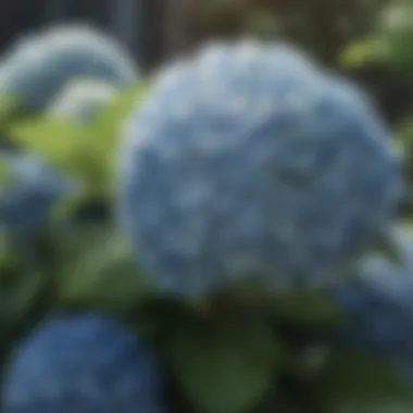 Close-up of hydrangea flowers