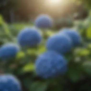 Hydrangea plant in a garden