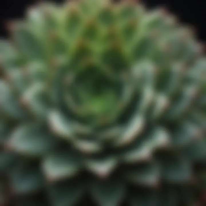 Close-up of a healthy succulent with intricate leaf patterns