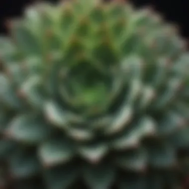 Detailed View of a Thriving Succulent Close-up of a healthy succulent with intricate leaf patterns