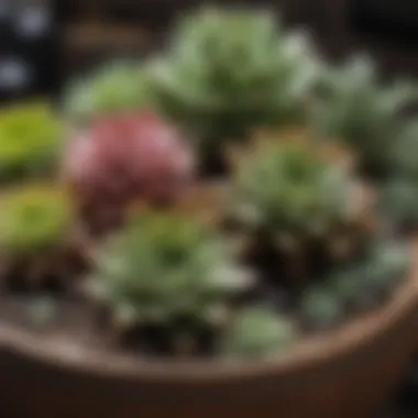Diverse Indoor Succulent Display Vibrant indoor succulent arrangement showcasing various species