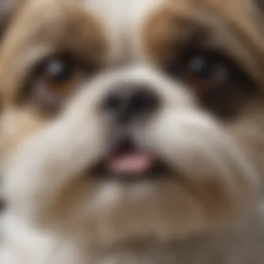 Close-up of a Shih Tzu showing its unique facial features