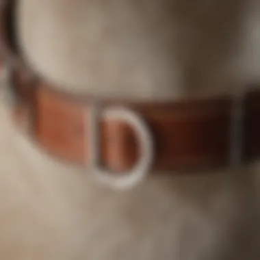 Detailed view of a martingale collar with clasp showcasing design features.