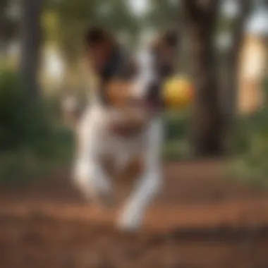 A Minnie Aussie Dog playing fetch with its owner