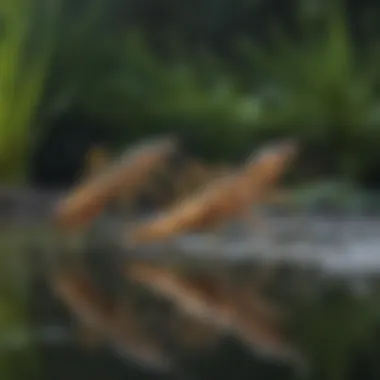 Diverse aquatic organisms that prey on mosquito larvae in a pond.