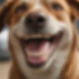 A close-up of a dog's smile showcasing healthy teeth