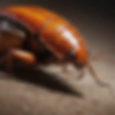 Close-up view of a Phoenix cockroach showcasing its unique physical characteristics