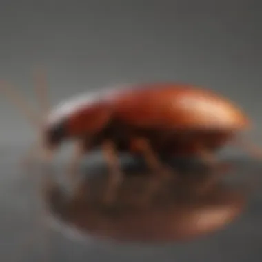 Life Cycle of Phoenix Cockroaches Visual representation of the life cycle of a Phoenix cockroach from egg to adult