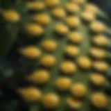 Close-up view of plant leaves showing yellow dots