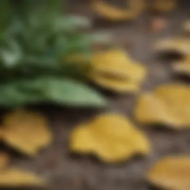 Healthy plant leaves compared to those with yellow dots