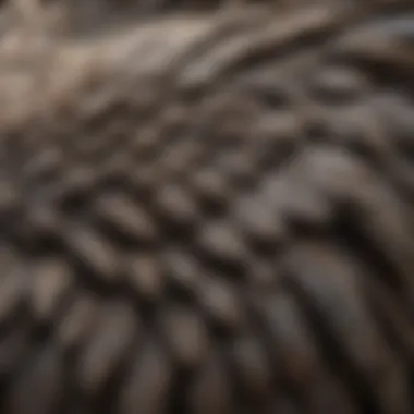 Unique Feather Pattern of Plymouth Rock Chickens Close-up view of Plymouth Rock chicken showcasing its unique feather pattern