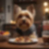 A senior Yorkshire Terrier enjoying a nutritious meal