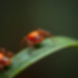 Close-up view of a small red spider on a leaf