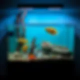Understanding the 20 Gallon Tank Stand: A Comprehensive Guide Introduction