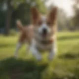 A dog scooting on grass, showing its discomfort.