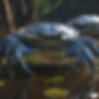 Blue Crabs: Vital Contributors to Coastal Ecosystems Ecological role of blue crabs in their environment