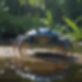 Blue crab foraging in shallow waters