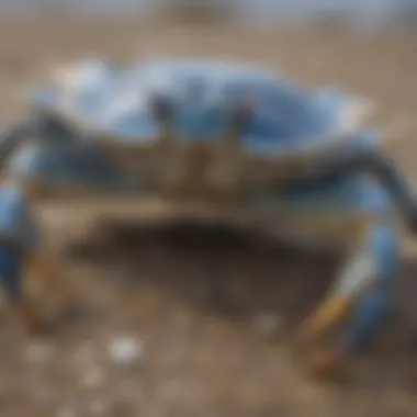Health Indicators of Blue Crabs Related to Their Diet Healthy blue crab showing signs of vitality