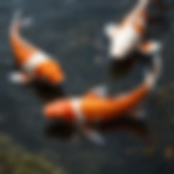 Close-up of koi fish feeding on pellets in a pond