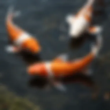 Koi Feeding on Pellets Close-up of koi fish feeding on pellets in a pond