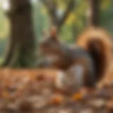 A close-up of a squirrel foraging for nuts in a park.