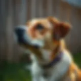 Understanding the Dog Breeding Cycle Introduction