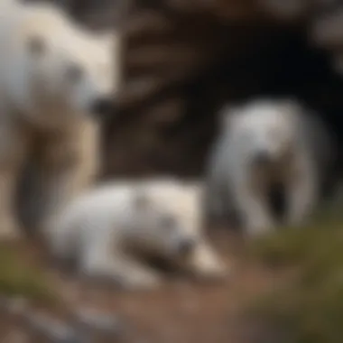 Polar bear cubs emerging from a den