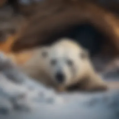 Close-up of a polar bear den in winter