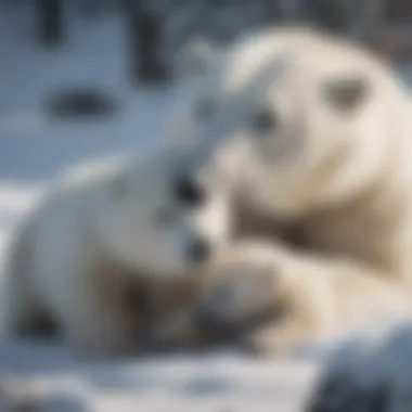 Polar bear mother and cubs resting in a snowy habitat