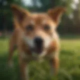 A curious dog munching on grass in a lush green field