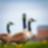Understanding the Male Canadian Goose: Ecological Role and Behavioral Insights Introduction
