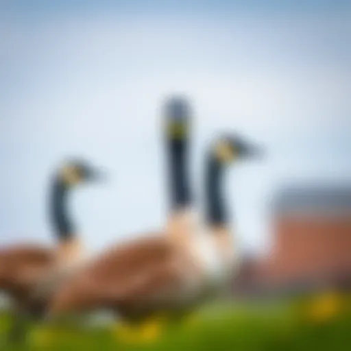 Understanding the Male Canadian Goose: Ecological Role and Behavioral Insights Introduction