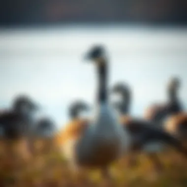 Notable Understanding the Male Canadian Goose: Ecological Role and Behavioral Insights