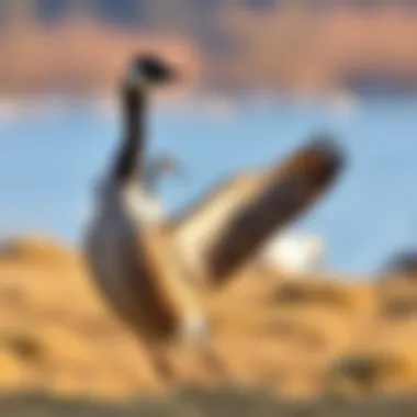 Understanding the Male Canadian Goose: Ecological Role and Behavioral Insights Summary