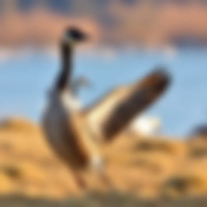 Understanding the Male Canadian Goose: Ecological Role and Behavioral Insights Summary