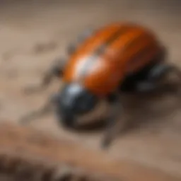 Close-up of a beetle species on a wooden surface
