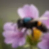 Close-up view of a carpenter bee on a flower