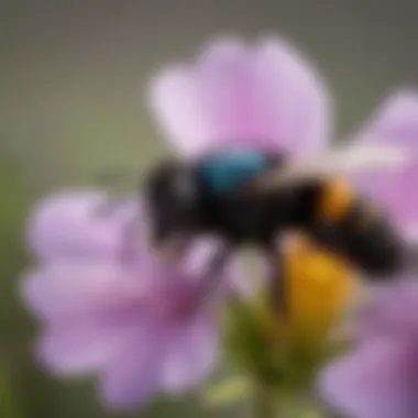 Close-up view of a carpenter bee on a flower