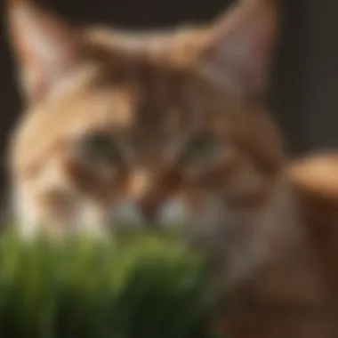 Cat Enjoying Cat Grass A healthy cat joyfully nibbling on fresh cat grass