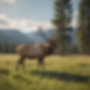Wildlife in Yellowstone, featuring elk grazing in a sunlit meadow during early summer.