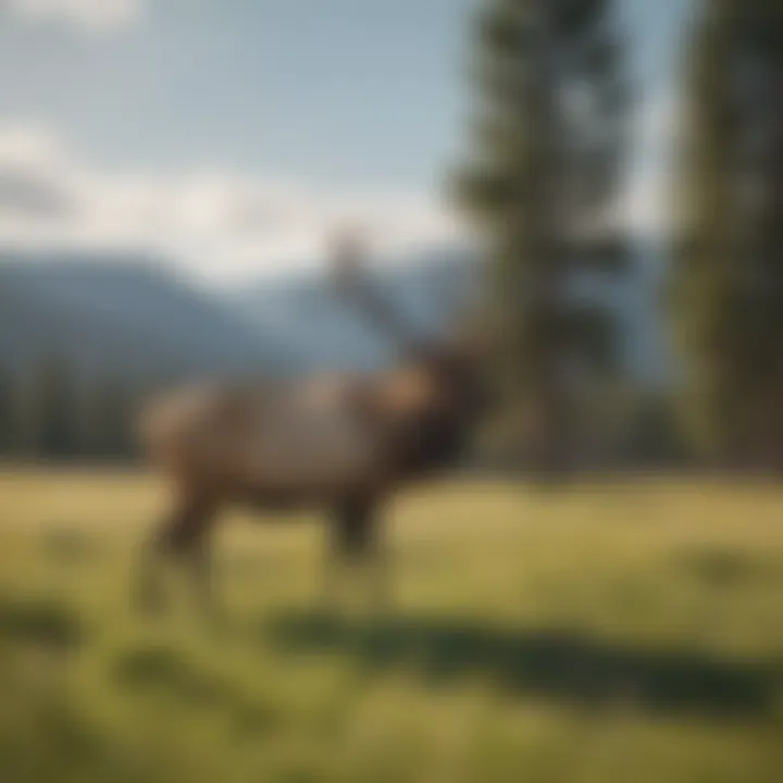 Wildlife in Yellowstone, featuring elk grazing in a sunlit meadow during early summer.