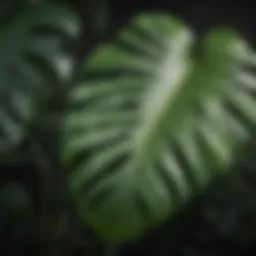 A close-up of Monstera leaves showcasing their unique texture and patterns.