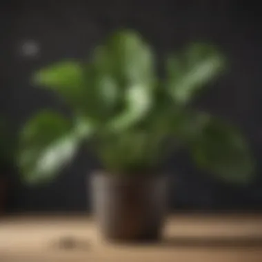 A Monstera plant in a pot with visible moisture levels in the soil.