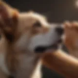 A dog scratching its ear, showcasing common scratching behavior.