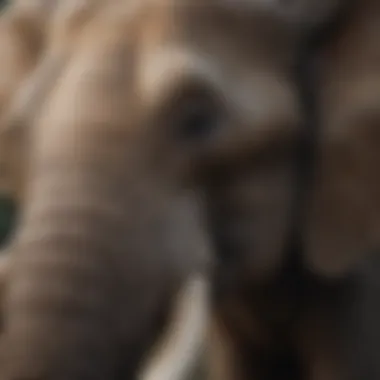 A close-up of a bull elephant showcasing its tusks and size