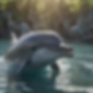 A playful dolphin swimming alongside its pod in clear waters