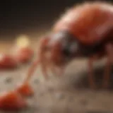 Close-up of mite bites showing redness and swelling