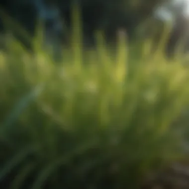 Close-up of shade-tolerant grass blades reflecting sunlight