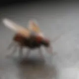 Close-up of a flying roach on a surface